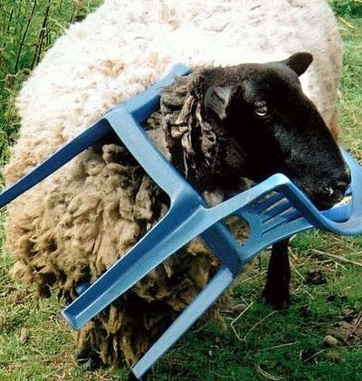 抜けなくなった動物たち07