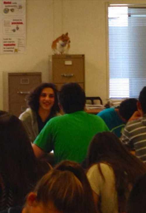 毎日高校に通う猫09