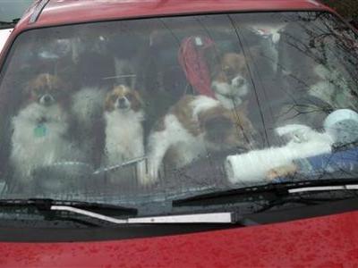 22匹の犬
