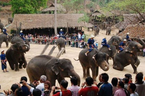 タイのゾウの日03