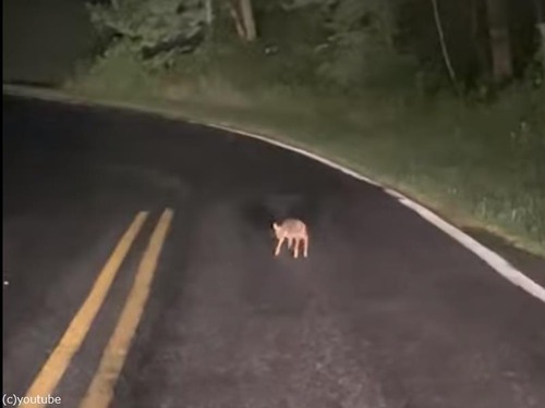 生まれたての子鹿が道路に横たわっていた