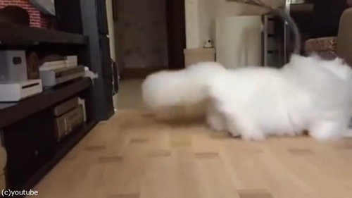 綿毛のような猫02