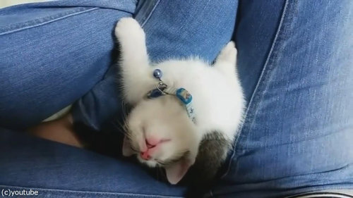 子猫が上を向いて寝落ち02