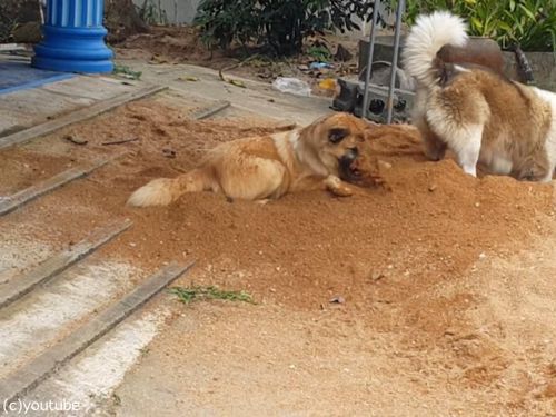 土をかぶり続ける犬03