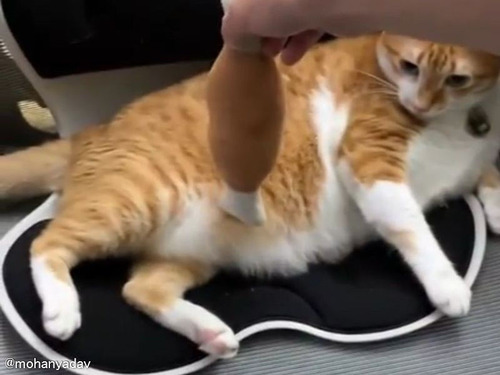 ネコキック
