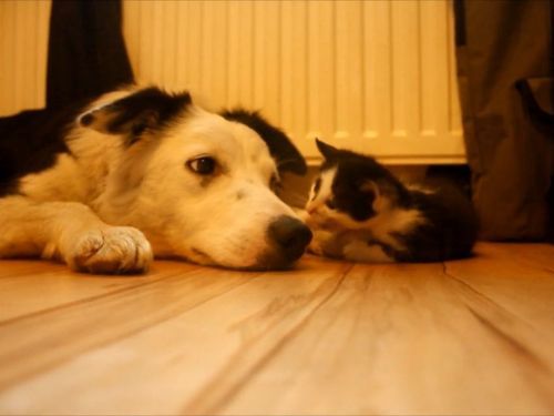 子猫を見守る犬たち01