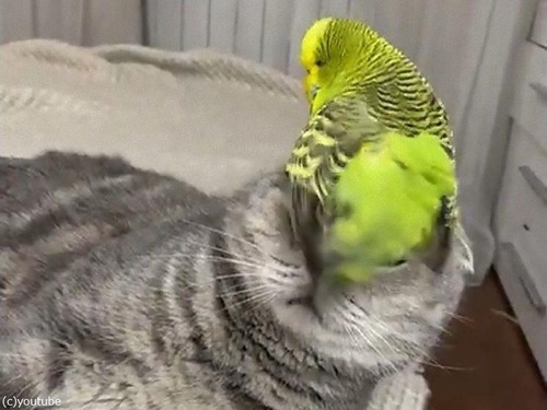 ǭƬξǥեեꤹ륤03