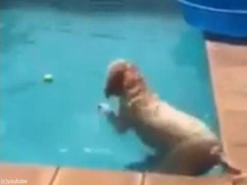 プールからボールを拾い上げる犬08