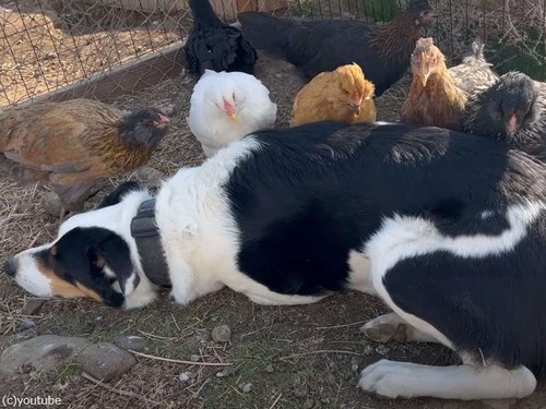 ニワトリたちに愛される犬…ツンツンと「羽繕い」をしてもらう（動画）