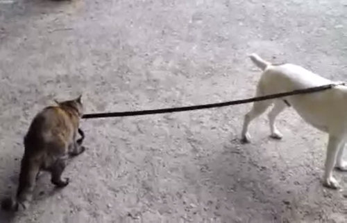 猫が犬を散歩する01