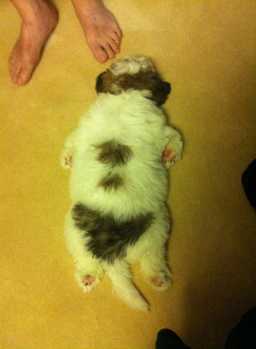 子犬の訓練学校のあと01