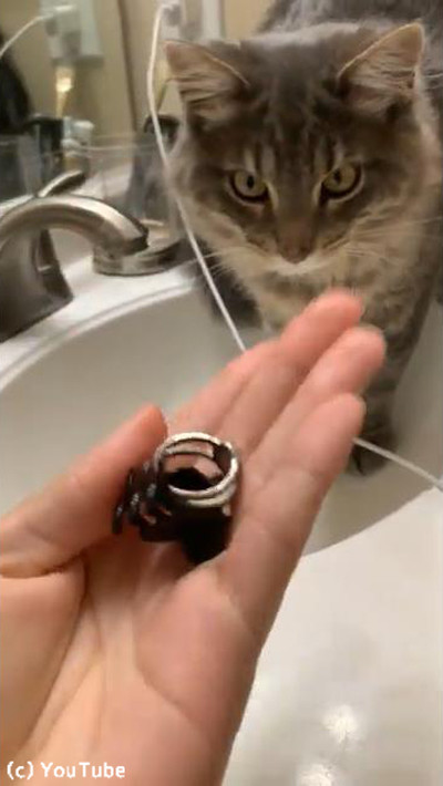 大変!流しに指輪を落としてしまった→猫が大活躍03