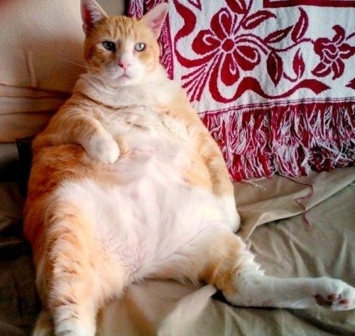 もう子猫じゃない05