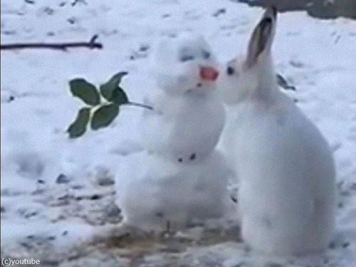 雪だるまの鼻を食べるウサギ01