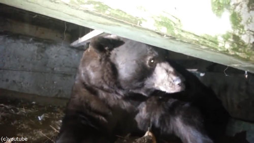 階段下にクマ05