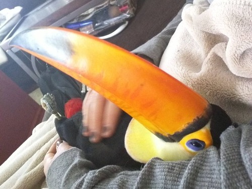 オオハシという珍妙な鳥02