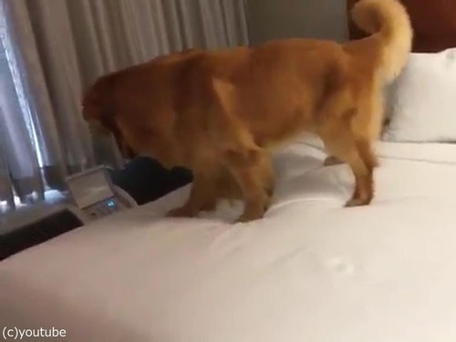 ベッド初体験の犬01