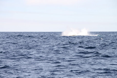 クジラウォッチング02