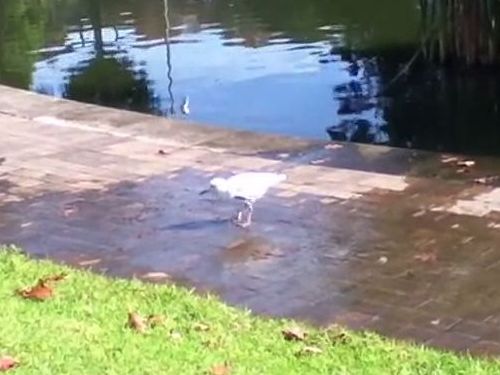 カモメのタップダンス01