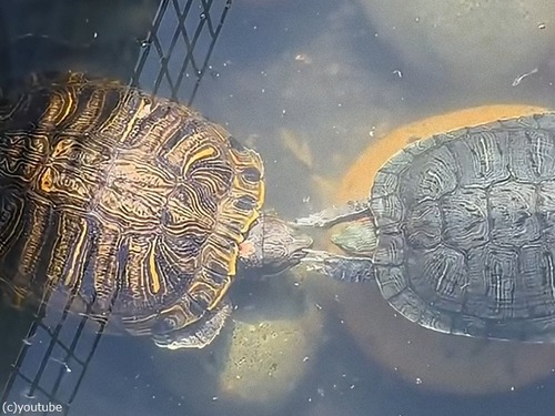 「亀が仲間を起こそうとしてるように見えるんだけど…」ペチペチ行動の秘密