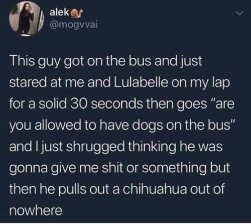 犬を連れてバスに乗っていたら01