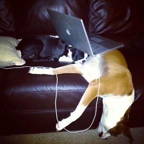 疲れ果てた犬と猫10