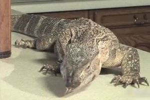 エキゾチックな動物家族02