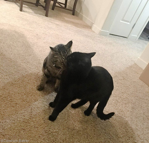 4歳児と2匹の猫が再会05