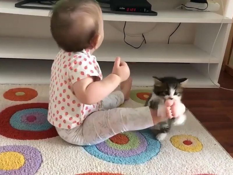 子猫 赤ちゃんに戦い挑む 動画 らばq