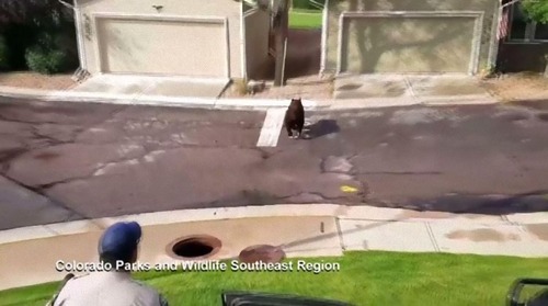 コロラド州のマンホールから出てきたもの07