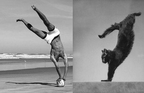 猫が人間の男よりも魅力的な理由17