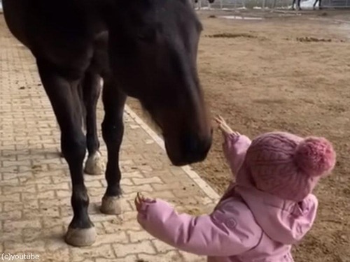 「相思相愛だ…」小さな女の子と大きな馬のホッコリする関係（動画）