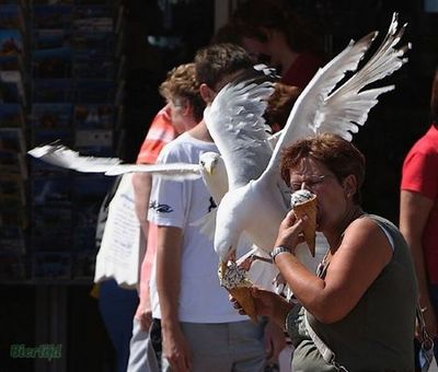 食いしん坊なカモメ07