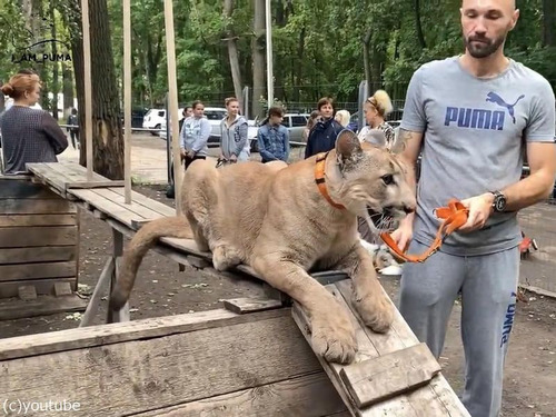 ���η����˥ԥ塼��04