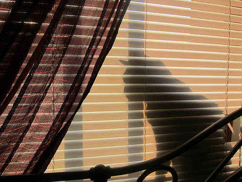 うちの猫が鳥を見るとき00