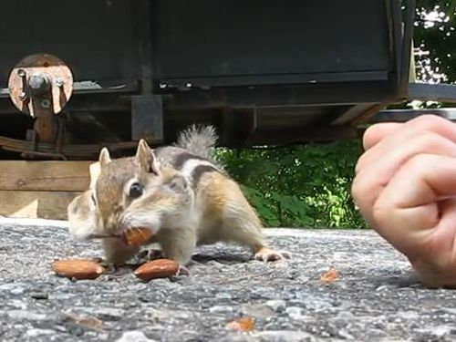 リスとアーモンド15