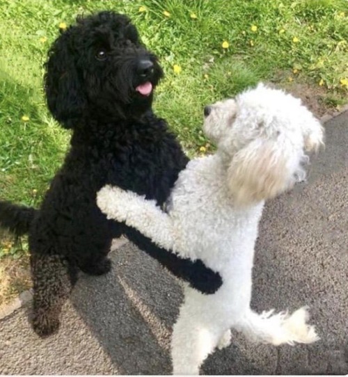 犬の兄弟が偶然再会02