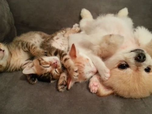 子猫と子犬をあお向けに寝かせると01