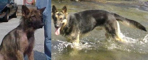 救助された犬や猫12