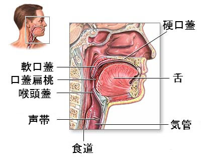 throat-anatomy2