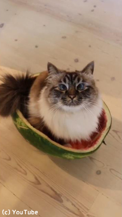 ǭ���Ƥʤ�ǤϤΥ٥åɤ�ȯ��02