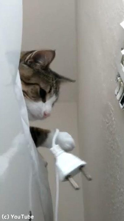 プラグを挿したい飼い主VSプラグを抜きたい猫06