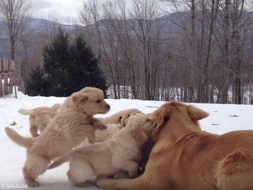 ママ犬とじゃれる子犬たち02