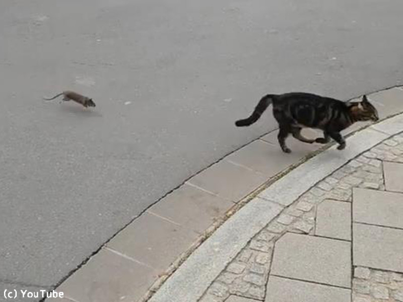 まるでトムとジェリー ネズミに追いかけまわされる猫 動画 らばq