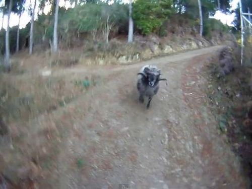 �Ӥ����줿01