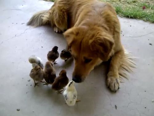 ヒナを育てる犬の養母01