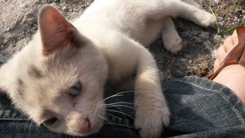 かわいそうな子猫を見つけた03