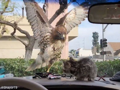 子猫が大ピンチ