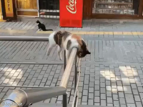 街中で二日酔いみたいな野良猫が目撃される「パーティ明け!?」