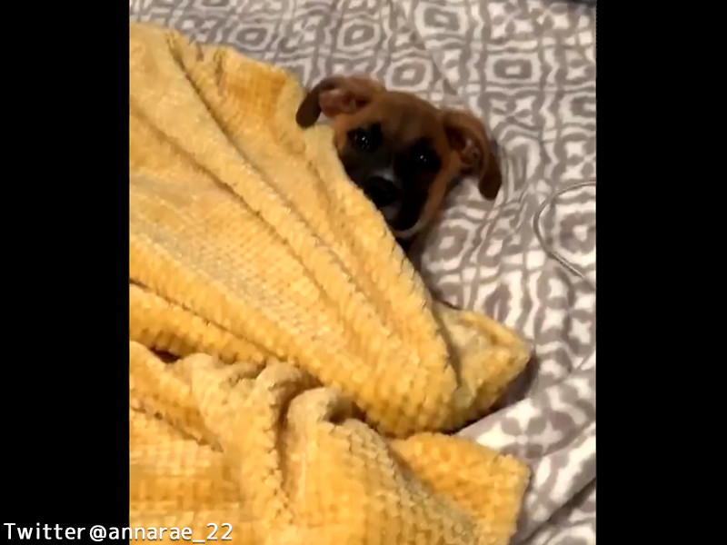なんて賢いの 自分で毛布を掛けられる犬 動画 らばq
